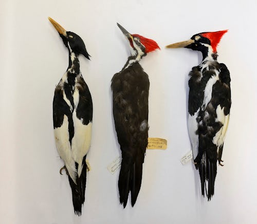 Ivory-billed Woodpecker male, extinct, on right and female on left with Pileated Woodpecker male in ...