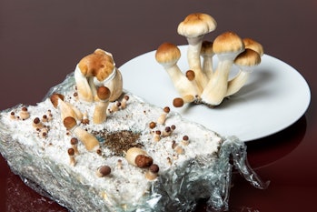 Homegrown Psilocybe cubensis (Golden Teacher) mushrooms, the most popular species of 'magic' mushroo...