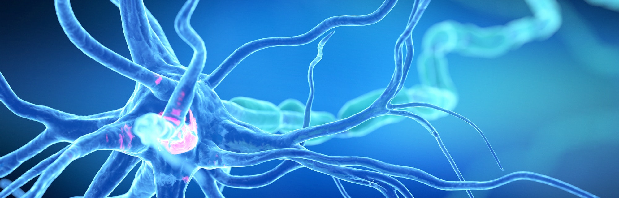 Human nerve cell, illustration.