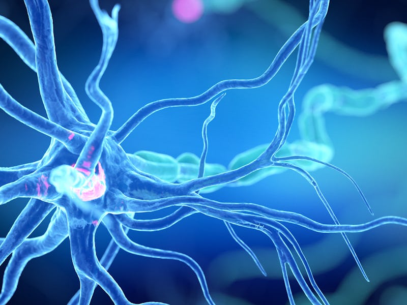 Human nerve cell, illustration.