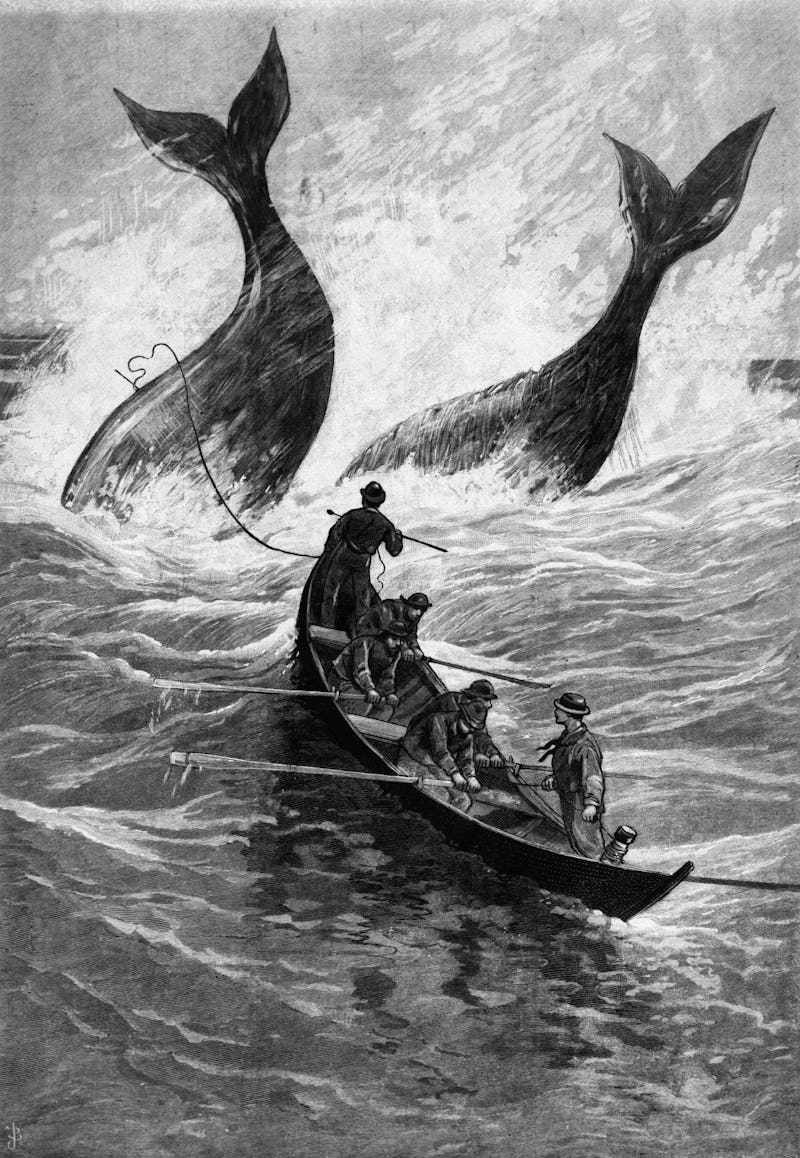 Fierce fight with and capture of two large whales off Amagansett, L.I., on December 12,1885.  The mo...