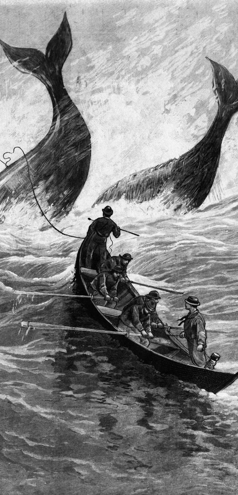 Fierce fight with and capture of two large whales off Amagansett, L.I., on December 12,1885.  The mo...