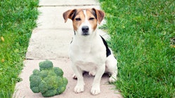 A dog on the sidewalk with a large plant of broccoli next to it, representing veganism for dogs