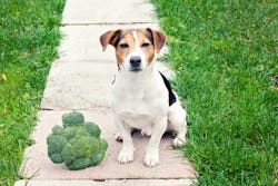 A dog on the sidewalk with a large plant of broccoli next to it, representing veganism for dogs