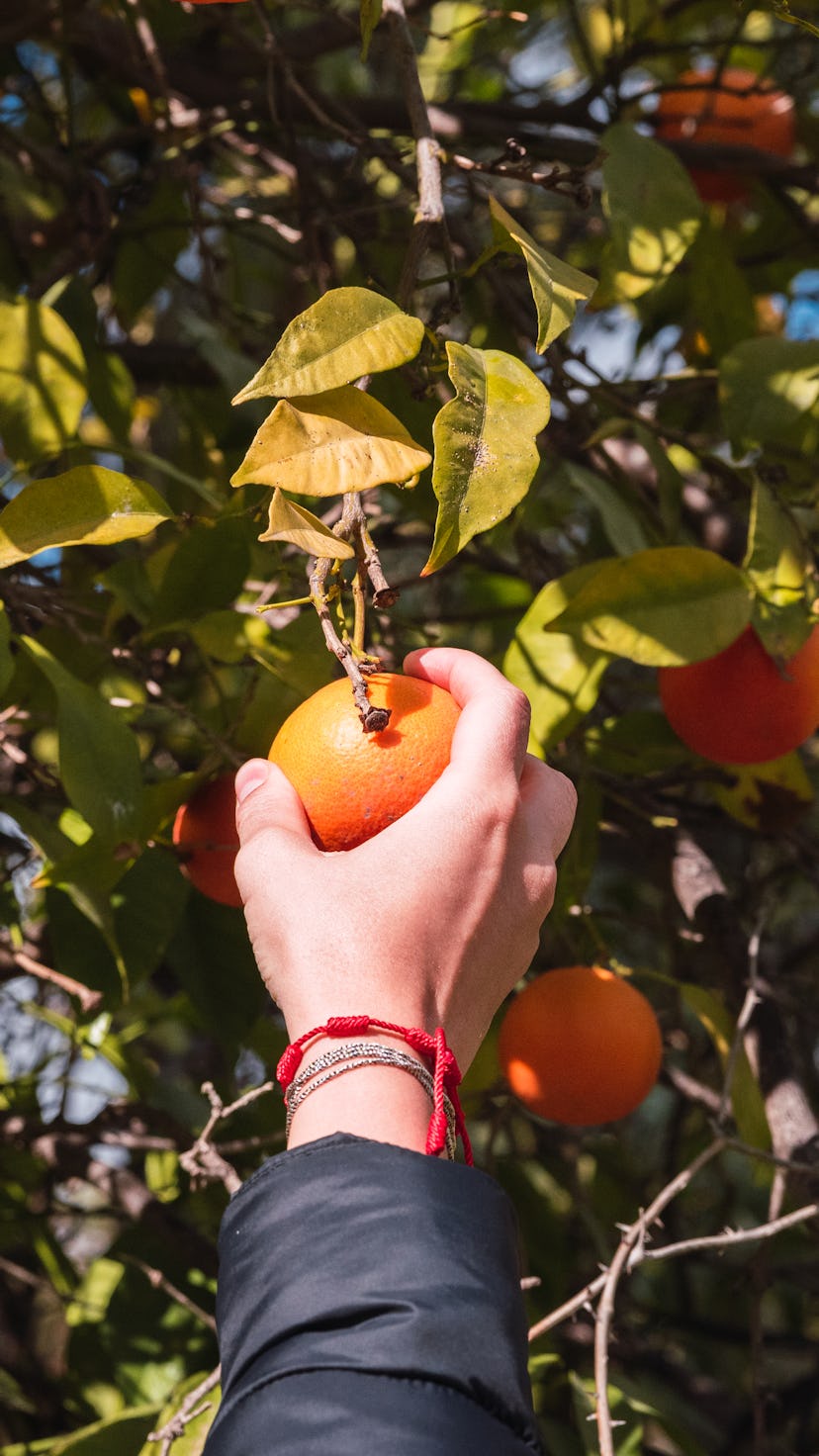 Hand picking an orange from a tree. Taurus season 2022 is about patience, stability, and romance.