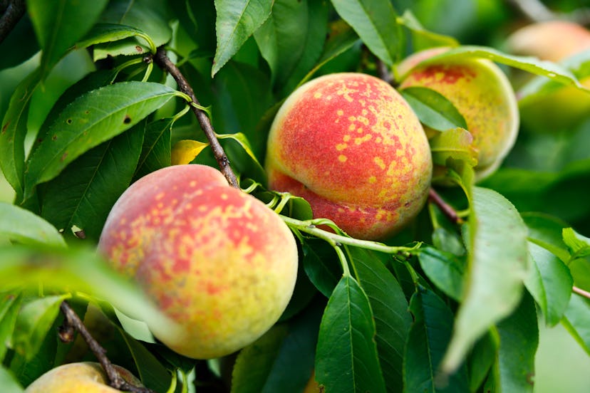 Ripe Organic Peaches Still On Tree Close Up