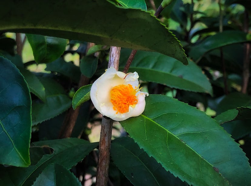 Flower of white tea tree at Chiangmai Thailand.