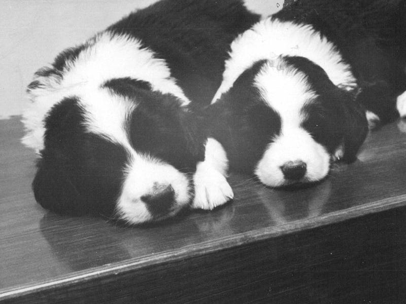 JUN 14 1975 Adoptable This Australian shepherd border collie mix puppy is one of a litter of four up...