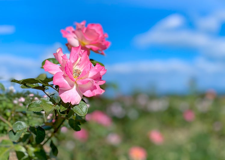 Here's how to use Starbucks' new plantable gift card that blooms flowers.