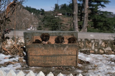 1956:  A crate containing three puppies of the lhasa apso breed, native to Tibet.  (Photo by Ernst H...
