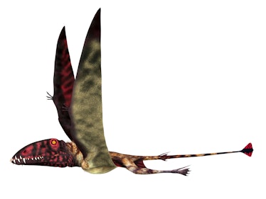 Dimorphodon reptile, side profile. Dimorphodon was a carnivorous pterosaur reptile that lived in Eng...