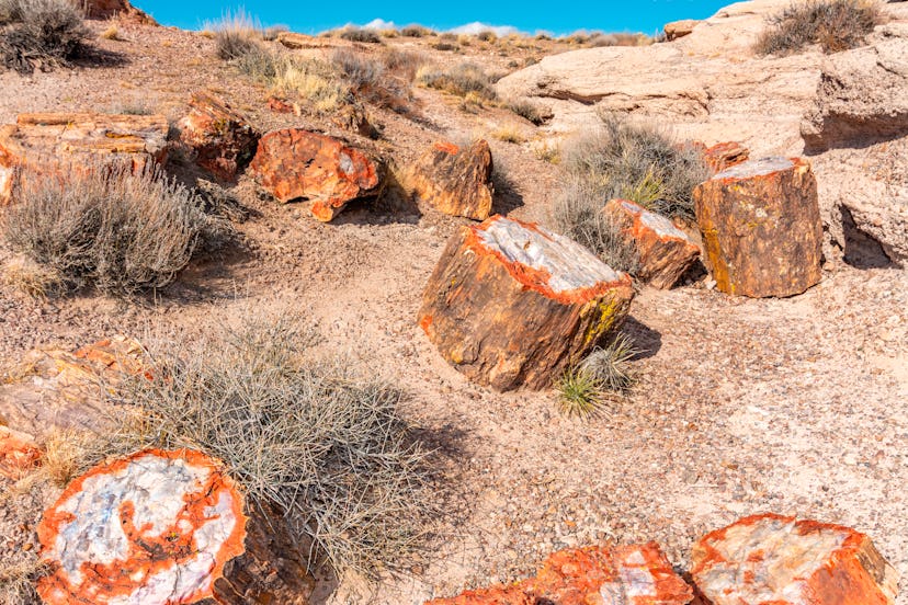 Painted Desert and petrified wood in the Petrified Forest National Park in Arizona. (Photo by: Jim L...