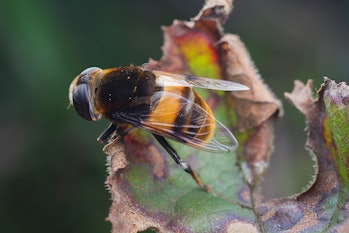 bee on a leaf