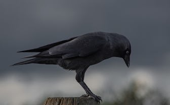 A black crow outdoors