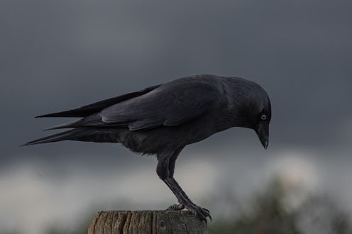 A black crow outdoors