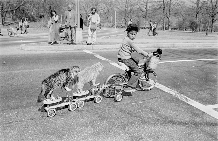 View of an unidentified child pedaling a bicycle, with one cat in a basket and two others on scooter...