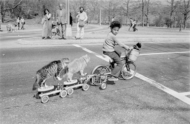 View of an unidentified child pedaling a bicycle, with one cat in a basket and two others on scooter...
