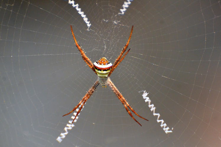 ASSAM, INDIA - MARCH 22: Banded Orb-weaving spider seen weaving its web in Nagaon on March 22, 2015 ...