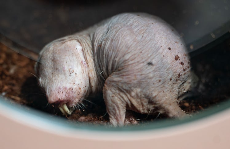 13 April 2022, Baden-Wuerttemberg, Stuttgart: A naked mole rat is seen in a display enclosure of a n...