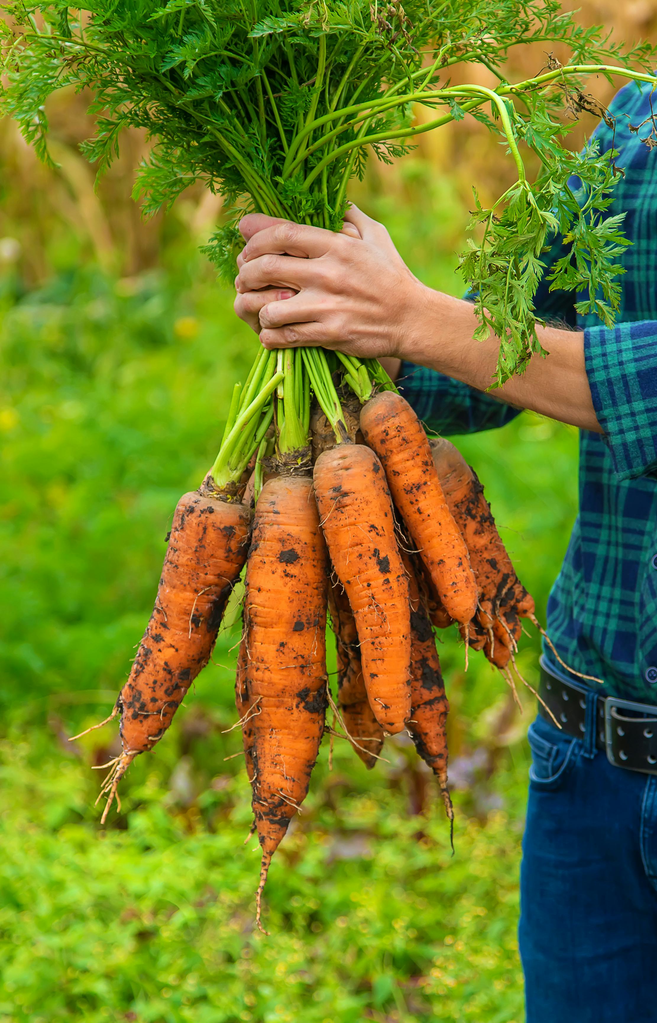 10 Easiest Vegetables To Grow At Home