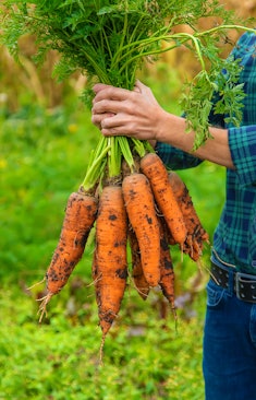 A man farmer holds a harvest of carrots in his hands. Selective focus. Food.