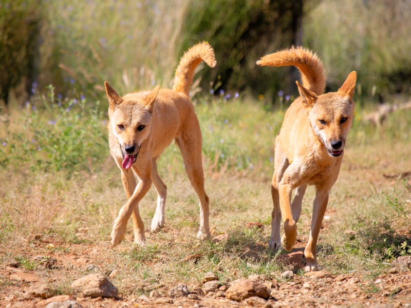 A dingo roaming around in Outback Australia. Spinifex and drought resistant vegetation is visible in...