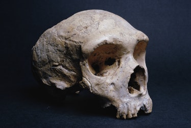 The fossilized skull of Neanderthal Gibraltar Man on display at the Natural History Museum in London...