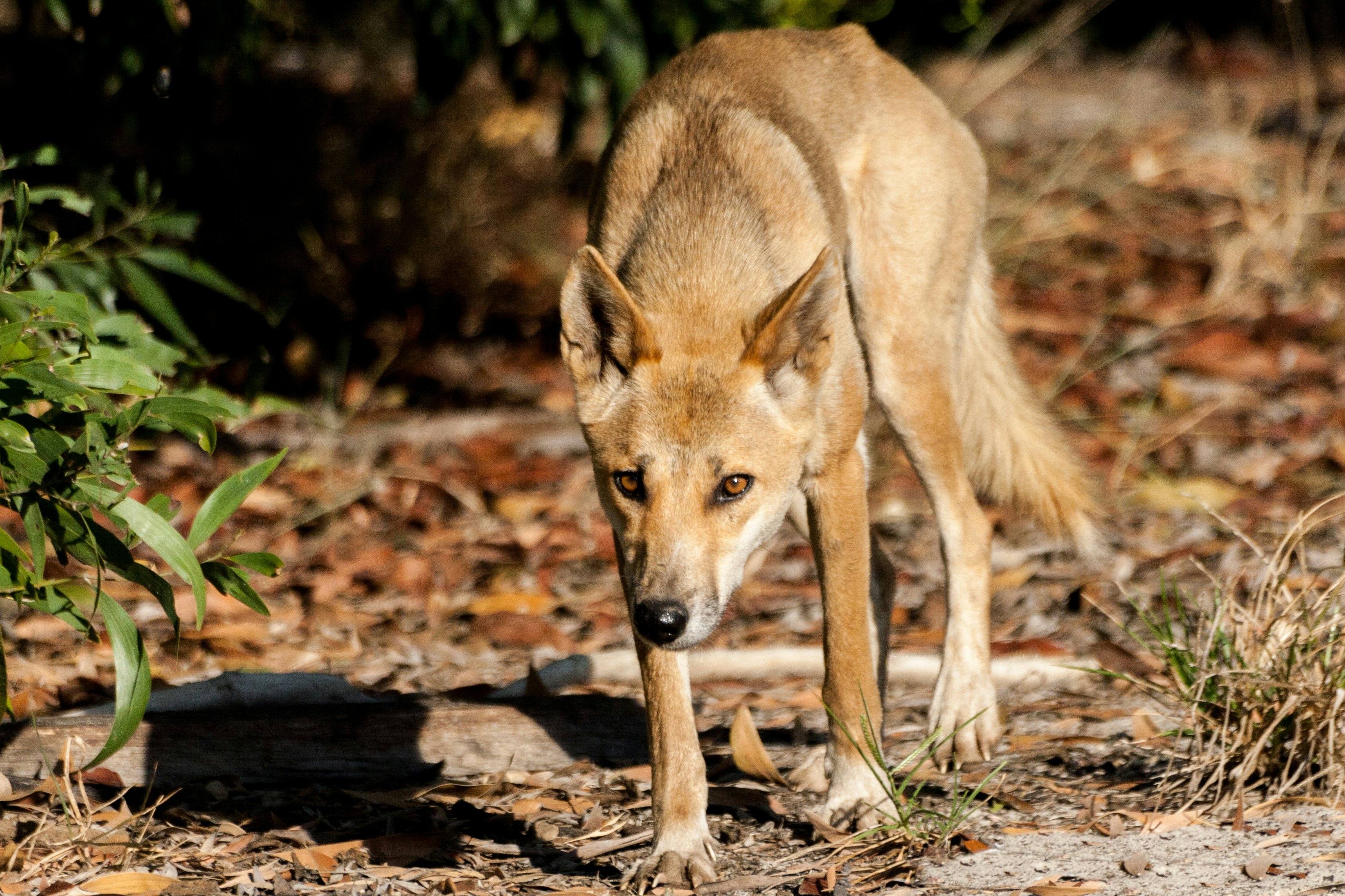 Are dingoes dogs or wolves? Surprise, they're neither