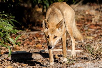 dingo in woodlands