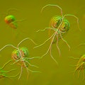 Giardia lamblia (Giardia intestinalis) parasite, illustration. Giardia lamblia is a flagellated prot...