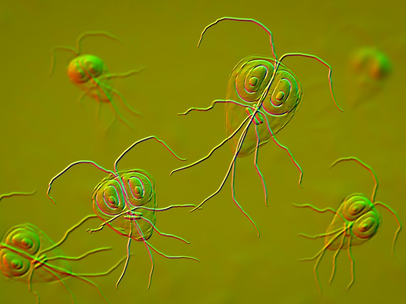 Giardia lamblia (Giardia intestinalis) parasite, illustration. Giardia lamblia is a flagellated prot...