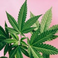Cannabis leaves on marijuana plant. This cannabis background features marijuana leaves on pink backg...