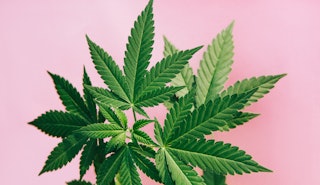 Cannabis leaves on marijuana plant. This cannabis background features marijuana leaves on pink backg...