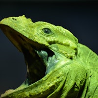 Green Iguana (Iguana iguana) with its mouth wide open
