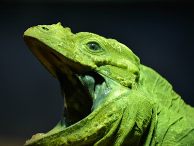 Green Iguana (Iguana iguana) with its mouth wide open