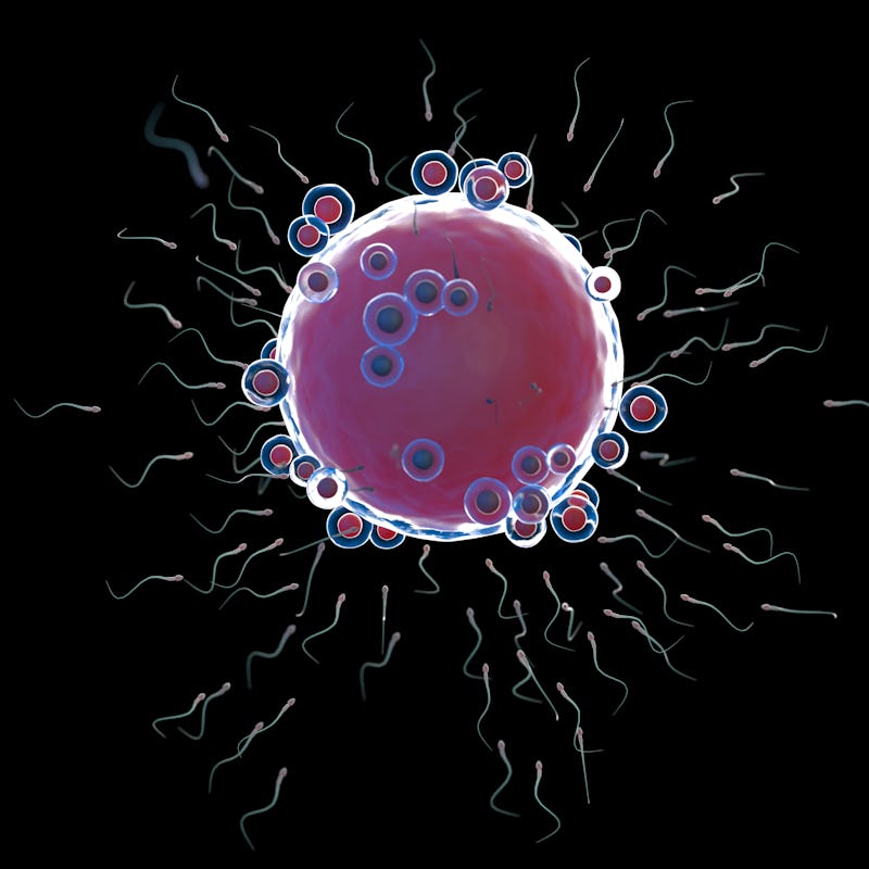 Fertilisation, illustration.