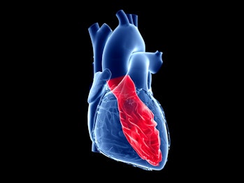Heart's left ventricle, computer illustration.