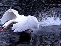 06 April 2022, North Rhine-Westphalia, Duesseldorf: A swan takes off from a pond. Rainy and stormy w...