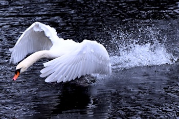 06 April 2022, North Rhine-Westphalia, Duesseldorf: A swan takes off from a pond. Rainy and stormy w...