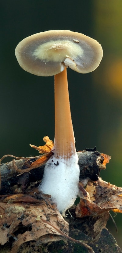 Buttery collybia / butter cap fungus showing mycelium at base (Rhodocollybia butyracea / Collybia bu...