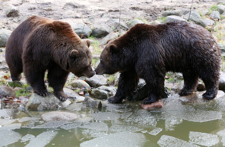 Swedish brown bears Frode (L) and Fred stand on stones at the water after coming out of hibernation ...