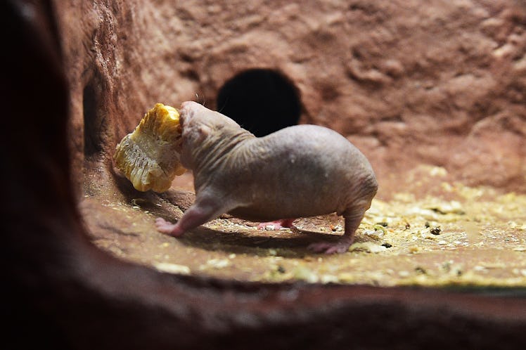 A mole rat shows little interest in the returning visitors at the Smithsonian's National Zoo which o...