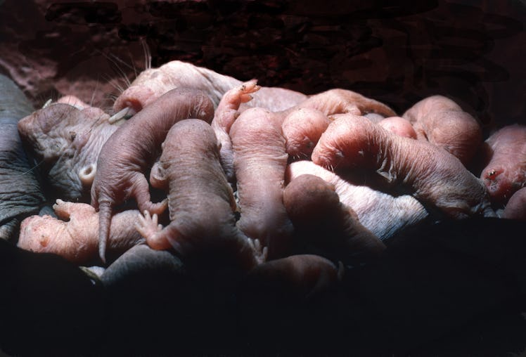 Naked mole rat Queen sleeping in brood chamber suckling her 19 babies.
