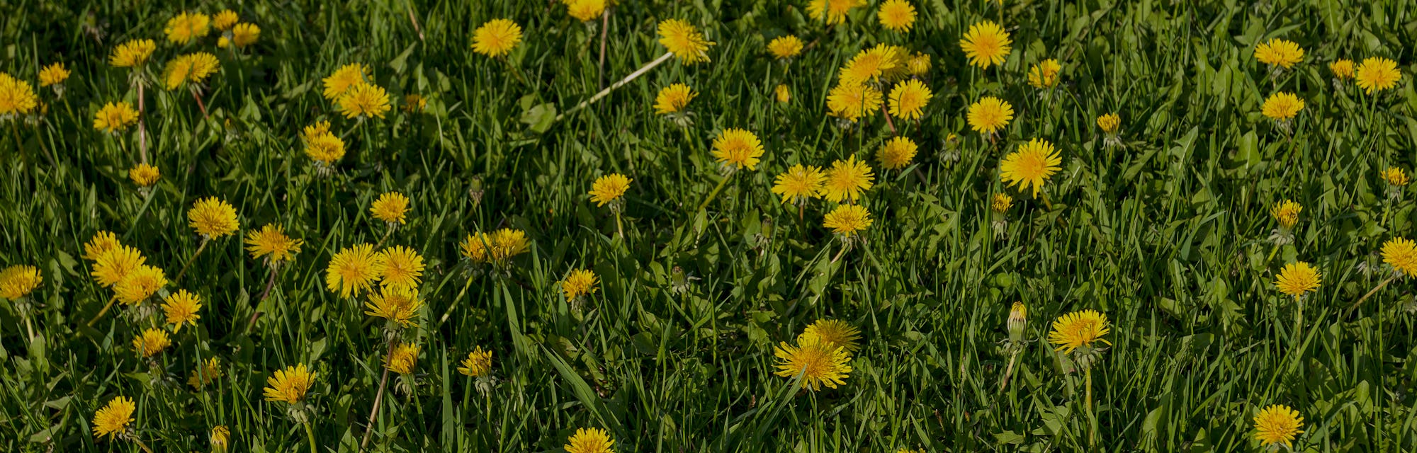 Yard full of dandelion flowers (taraxacum officinale).