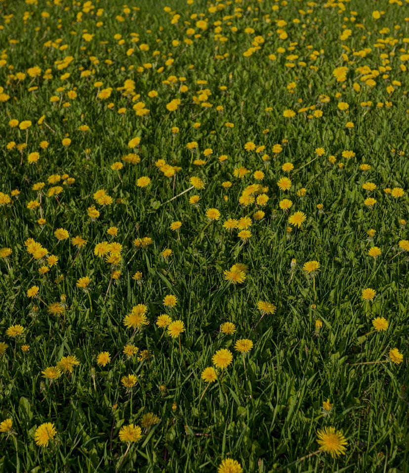 Yard full of dandelion flowers (taraxacum officinale).