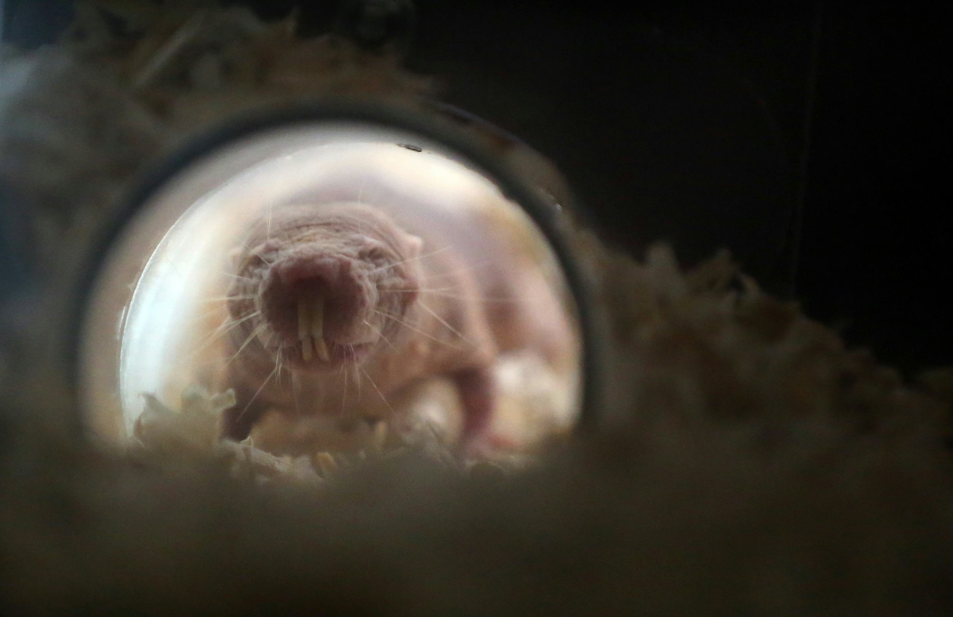 For naked mole-rats, social status correlates with…