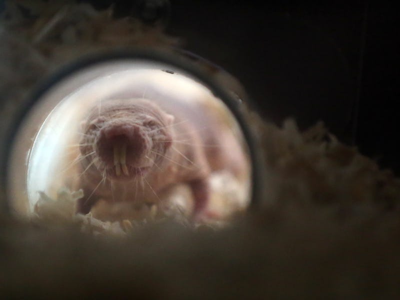A naked mole rat walks through a tunnel during a press preview of the Aquazoo at the Loebbecke Museu...