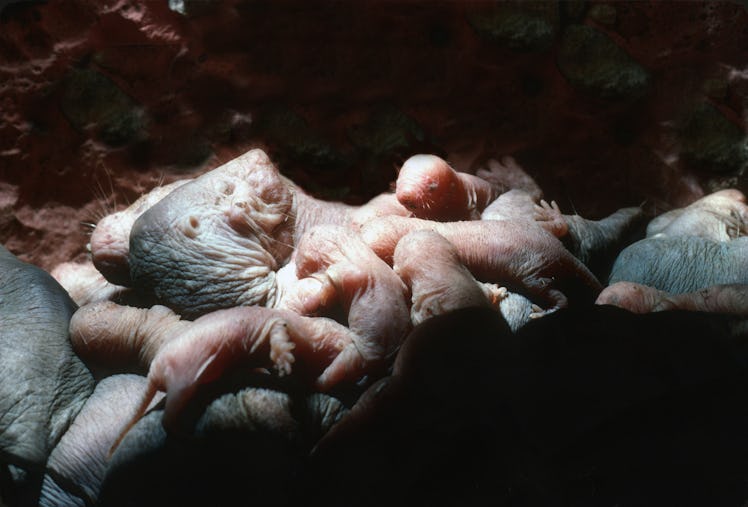 Naked mole rat Queen in brood chamber suckling her 19 babies.