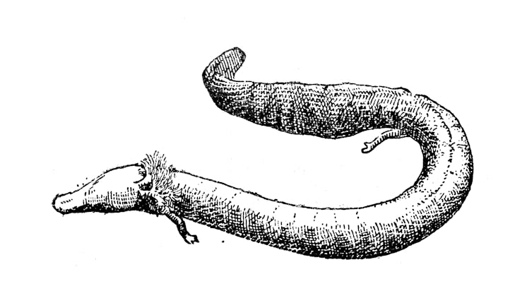 Antique illustration: olm or proteus (Proteus anguinus)