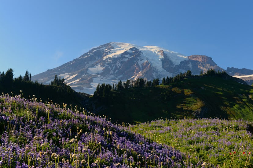Wildflowers, mostly Broadleaf Lupines along the Skyline Trail at Paradise with Mount Rainier in the ...